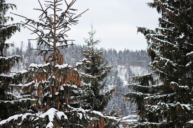 Navigating September with a Flurry of Snowflakes